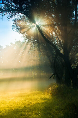 Foggy morning in a forest with sun rays and grassの写真素材