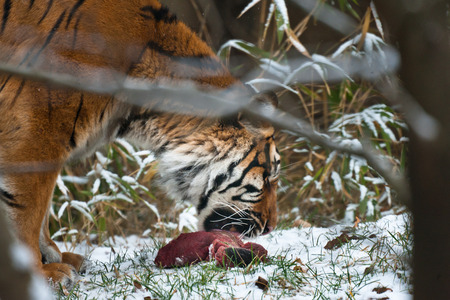 Detail shot of a tiger during winter among bushesの写真素材