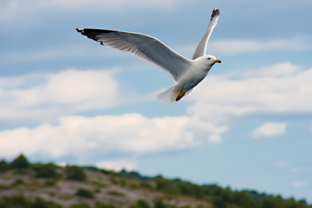 White seagull in flight among small hillsの写真素材