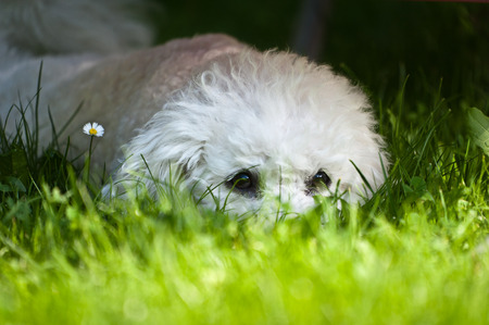 Puppy of Bichon dog playing in garden with green grass の写真素材