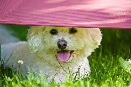 Puppy of Bichon dog playing in garden with green grass の写真素材