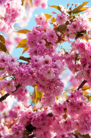 Wild blossoms during summer sunny day in natureの写真素材