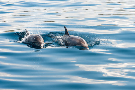 Dolphin swimming in Adriatic sea during summer yachting vacationの写真素材