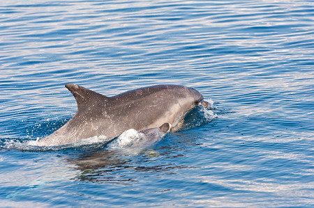 Dolphin swimming in Adriatic sea during summer yachting vacationの写真素材