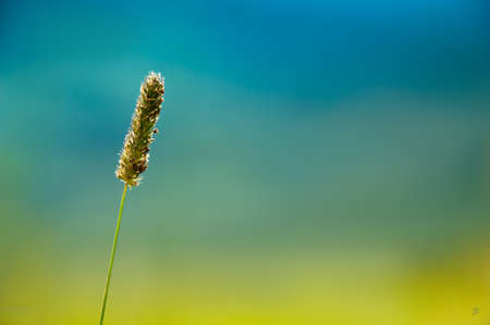 Detail close-up shot of a flower in a field with grassの写真素材