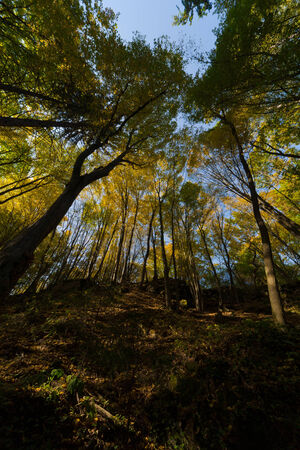 Summer forest trees below blue sky during autumnの写真素材
