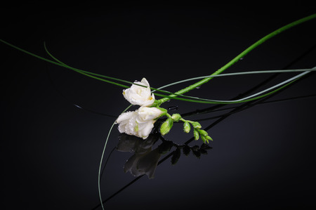 Freesia flower isolated on black reflective backgroundの写真素材