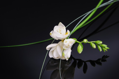 Freesia flower isolated on black reflective backgroundの写真素材