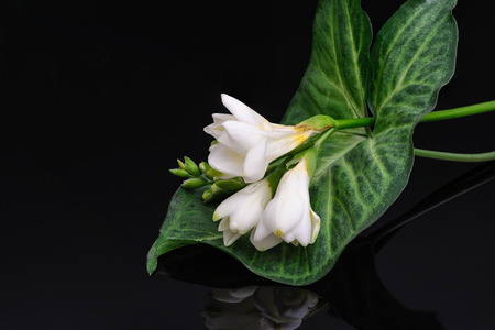 Freesia flower isolated on black reflective backgroundの写真素材
