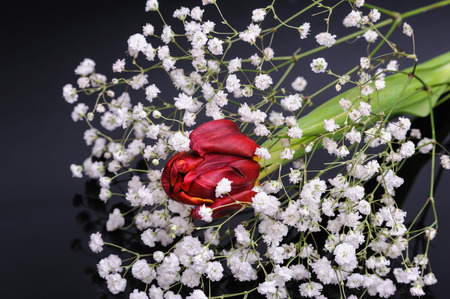 Red tulip on a black backgroundの写真素材