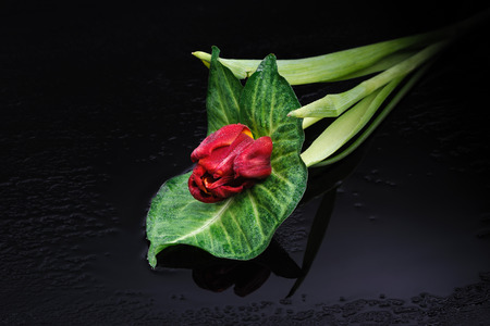 Red tulip on a black backgroundの写真素材