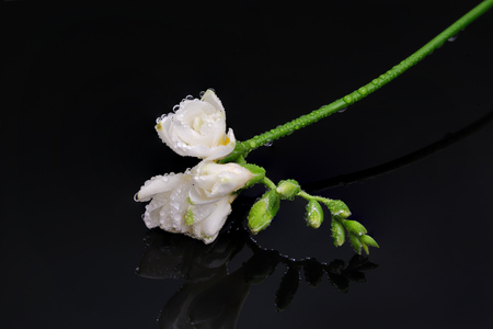 Freesia flower isolated on black reflective backgroundの写真素材