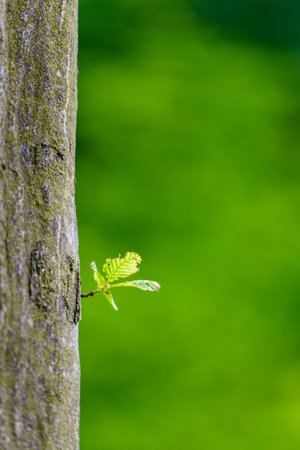 small tree with leaves growing on the old timber with green backgroundの写真素材