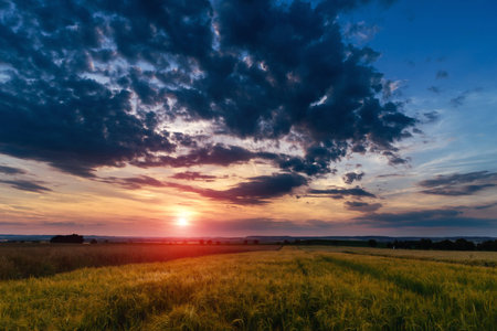 Sunset over a corn field in summer, landscape with cloudsの写真素材