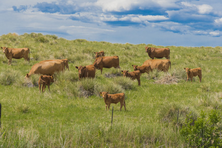 Multiple cows in a green fieldの写真素材