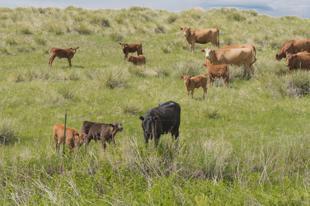 Multiple cows in a green fieldの写真素材