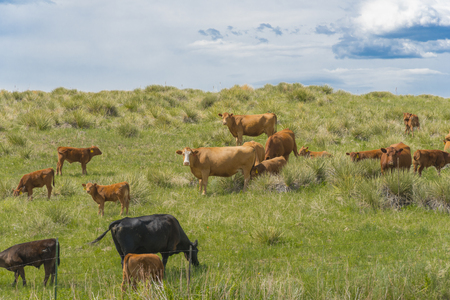 Multiple cows in a green fieldの写真素材