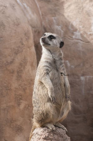 Single meerkat standing tall, on guard duty, looking over right shoulder.の写真素材