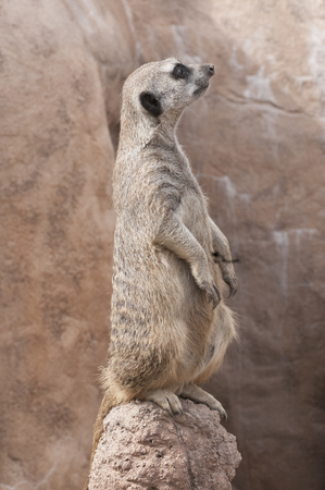 Single meerkat standing tall, on guard duty, looking straight ahead.の写真素材