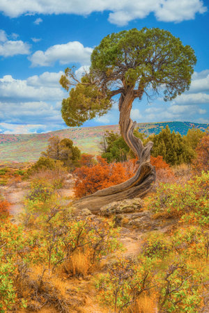 Juniper Tree, Black Canyon of the Gunnison National Park, Colorado, âJuniper Tree At Dragon Point" - Various plants and shrubs adorn a lone, twisted Juniper Tree.の写真素材