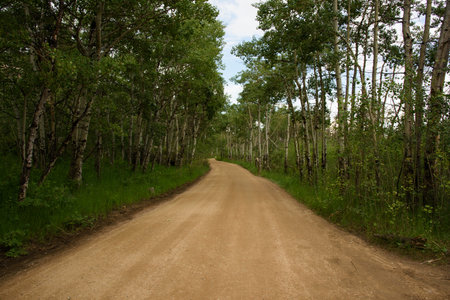 Dirt Road With Aspen Trees Horizontalの写真素材