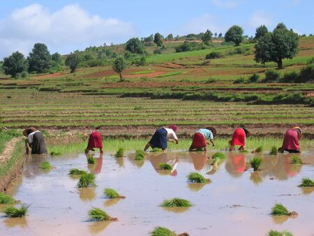 Several farmer women working in a ricefield - Kalaw - Myanmar.の写真素材