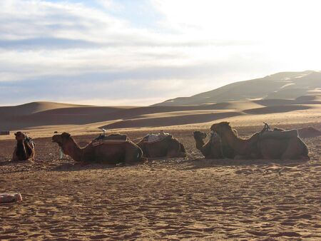 Sunset on the dunes laying camels on the sand - Erg Chebbi - Merzouga - Morocco.の写真素材