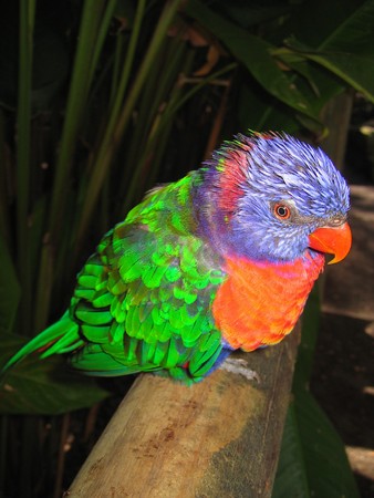 Green purple and red tropical parrot in the jungle - Guadeloupe island - Caraibes.