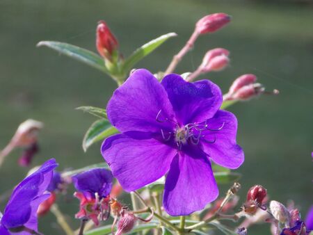 Purple flowersの写真素材