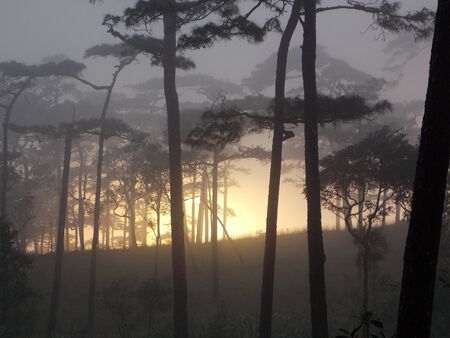 Evening in the pine forestの写真素材