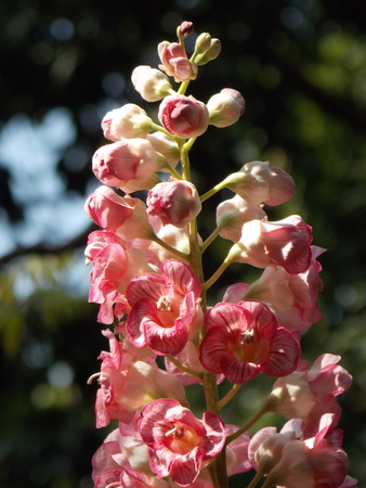 Pink flowers are pretty and rare.の写真素材