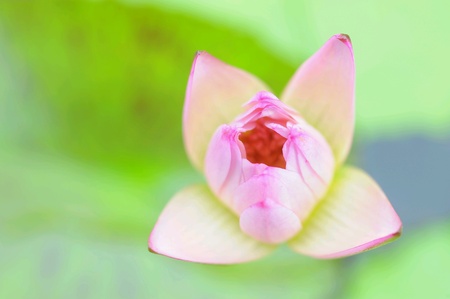 Water lilly or pink lotusの素材