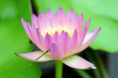 Water lilly or pink lotusの素材
