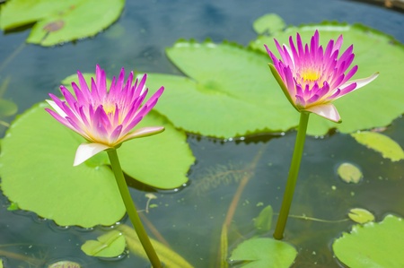 Water lilly or pink lotus