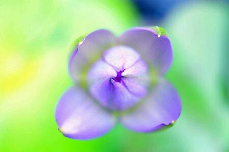 Water lilly or purple lotusの素材