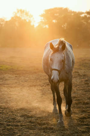 White horse in farm.の素材