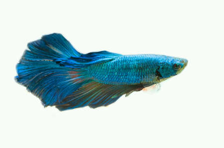 Thai fighting fish.の素材