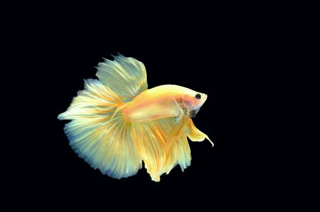 Betta fish on black backgroundの素材
