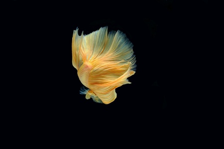Betta fish on black backgroundの素材