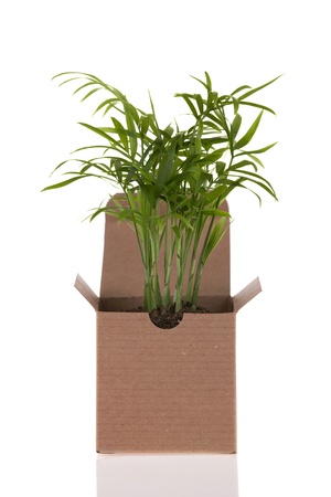 Small palm plant in boxの写真素材