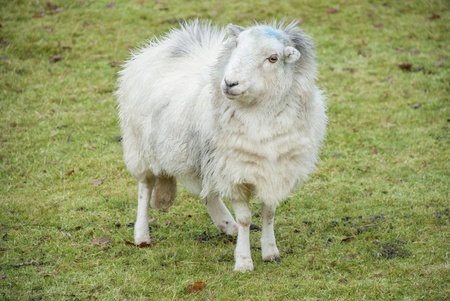 Sheepの写真素材