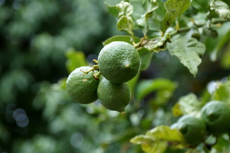Limes on the treeの写真素材