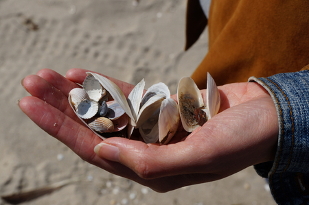 Hand full of shells