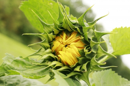 Sunflower opening in spingの写真素材