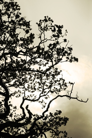 silhouette of a tree branches in the English countrysideの写真素材