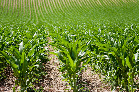 Corn field in Provenceの写真素材