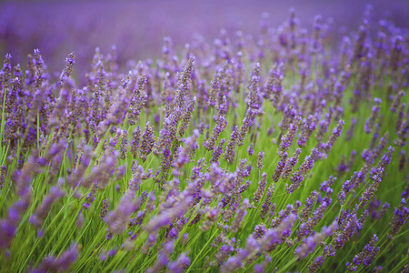 Lavender flower in a fieldの写真素材