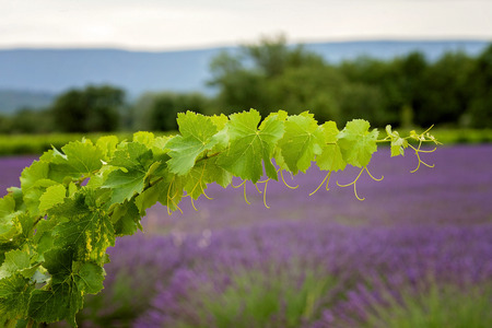 A vine branch on the lavender background, focus is on the single branch, tender lightening の写真素材