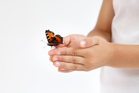 Little boy, holding butterfly, studio shot, isolated white , focus on butterflyの写真素材