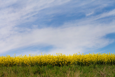 Rape field at the sunrise with houses and a chapel - beautiful landscape conception